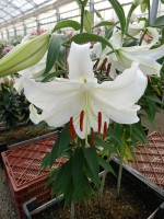 [4239 Casa Blanca VOF TYS No02.JPG]